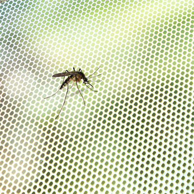 Rede Anti-Mosquitos Adesiva Recortável para Janelas White InnovaGoods - debemcomavida.pt