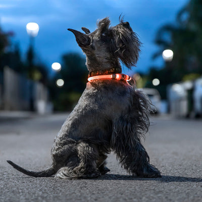 Coleira LED para Animais de Estimação Petlux InnovaGoods - debemcomavida.pt
