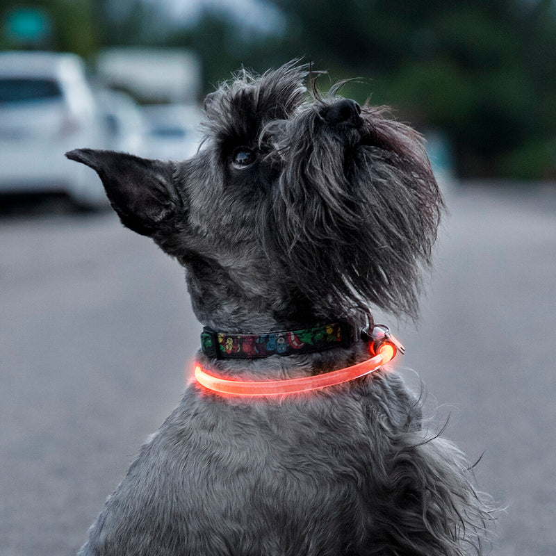 Coleira LED para Animais de Estimação Petlux InnovaGoods - debemcomavida.pt